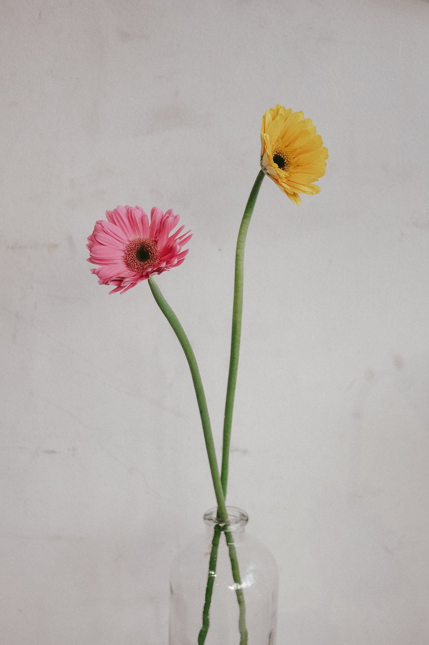 Gerbera