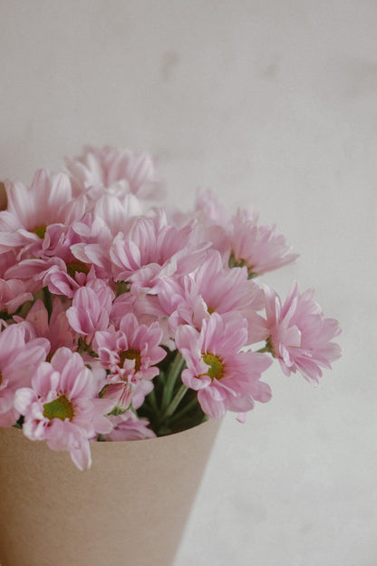 Daisy Mums