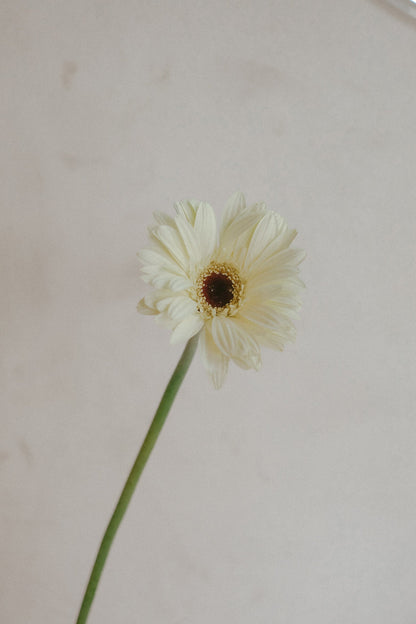 Gerbera