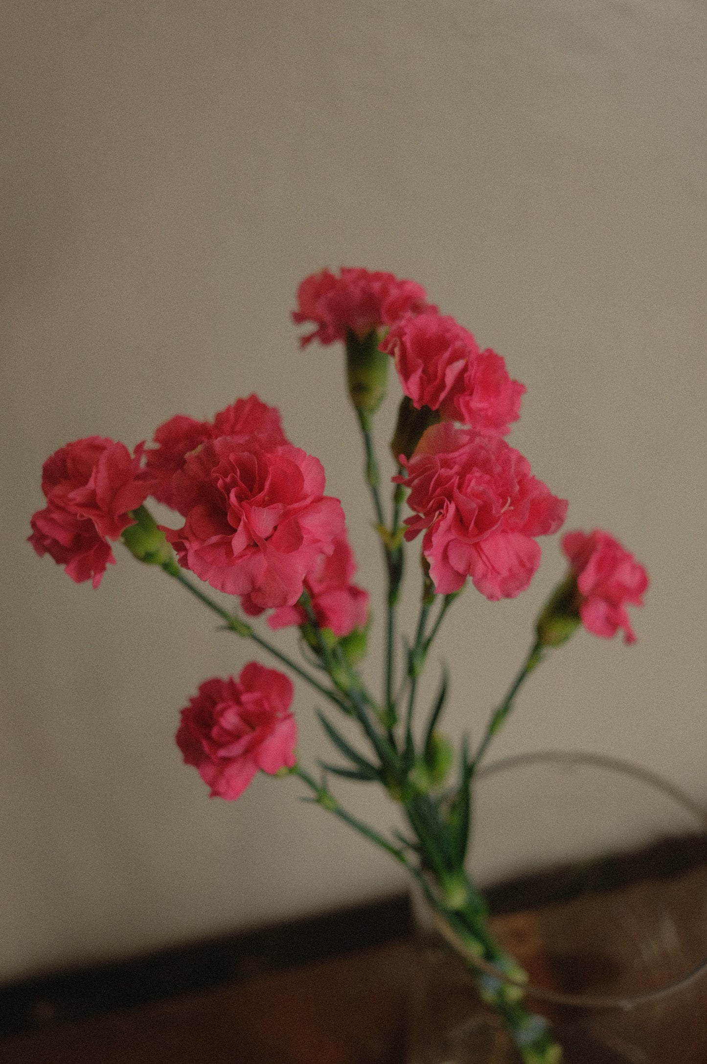 Carnation Clusters