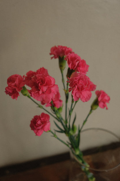 Carnation Clusters