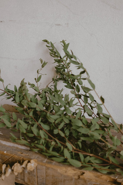 Eucalyptus Parvifolia (Dried)