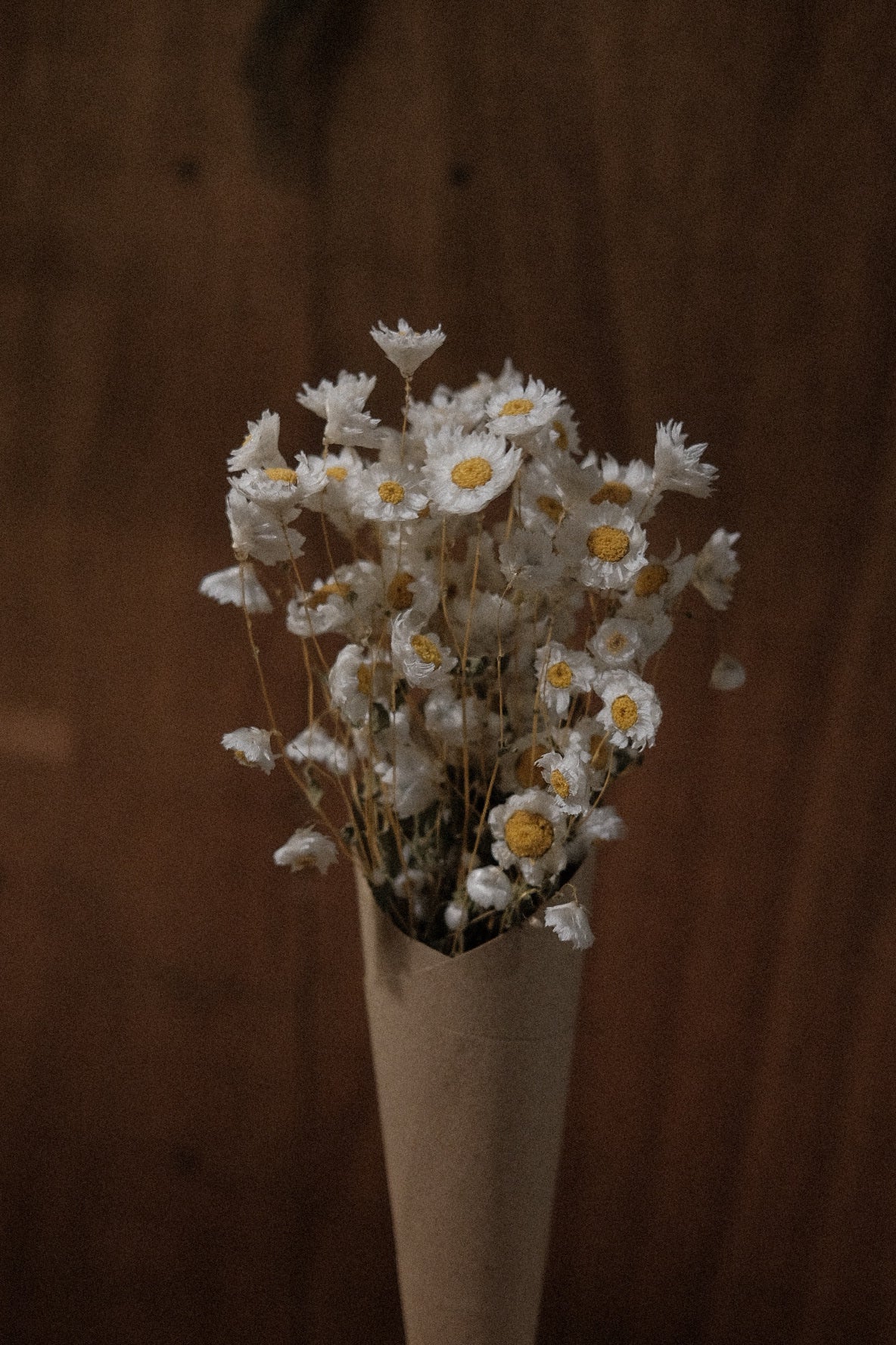 Dried Daisies