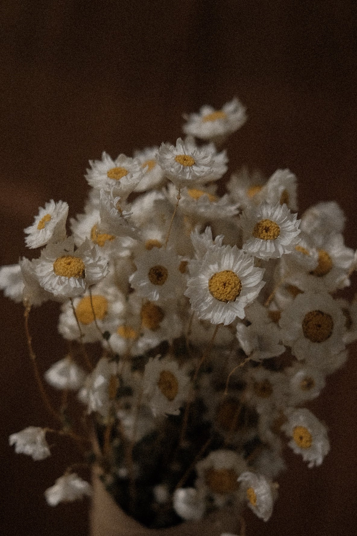 Dried Daisies