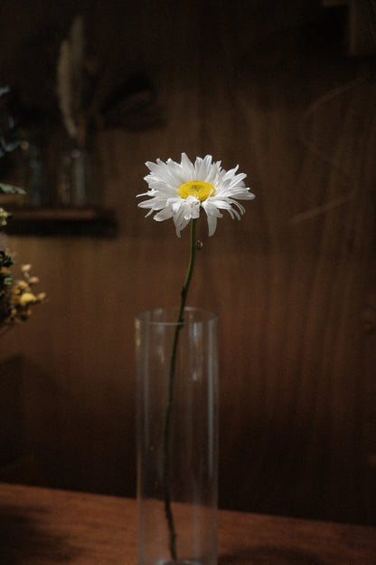 Daisy