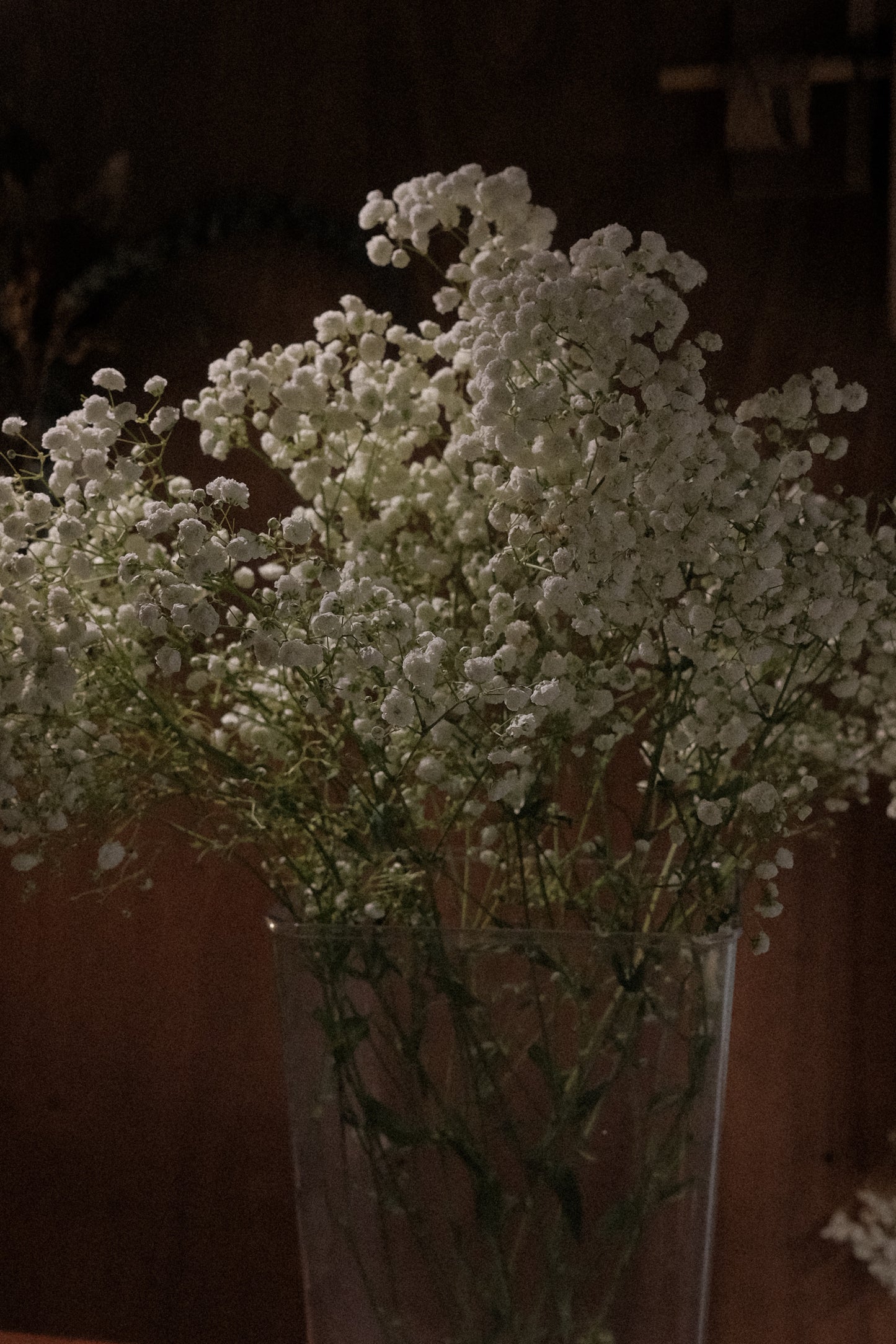 Gypsophila (fresh)