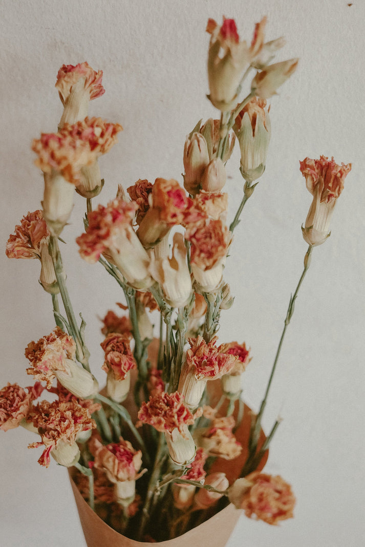Carnations (Dried) – Flower Ranch Cafe