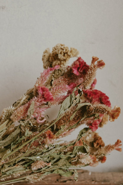 Celosia (dried)