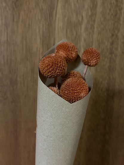 Craspedia (dried)