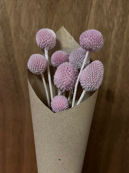Craspedia (dried)