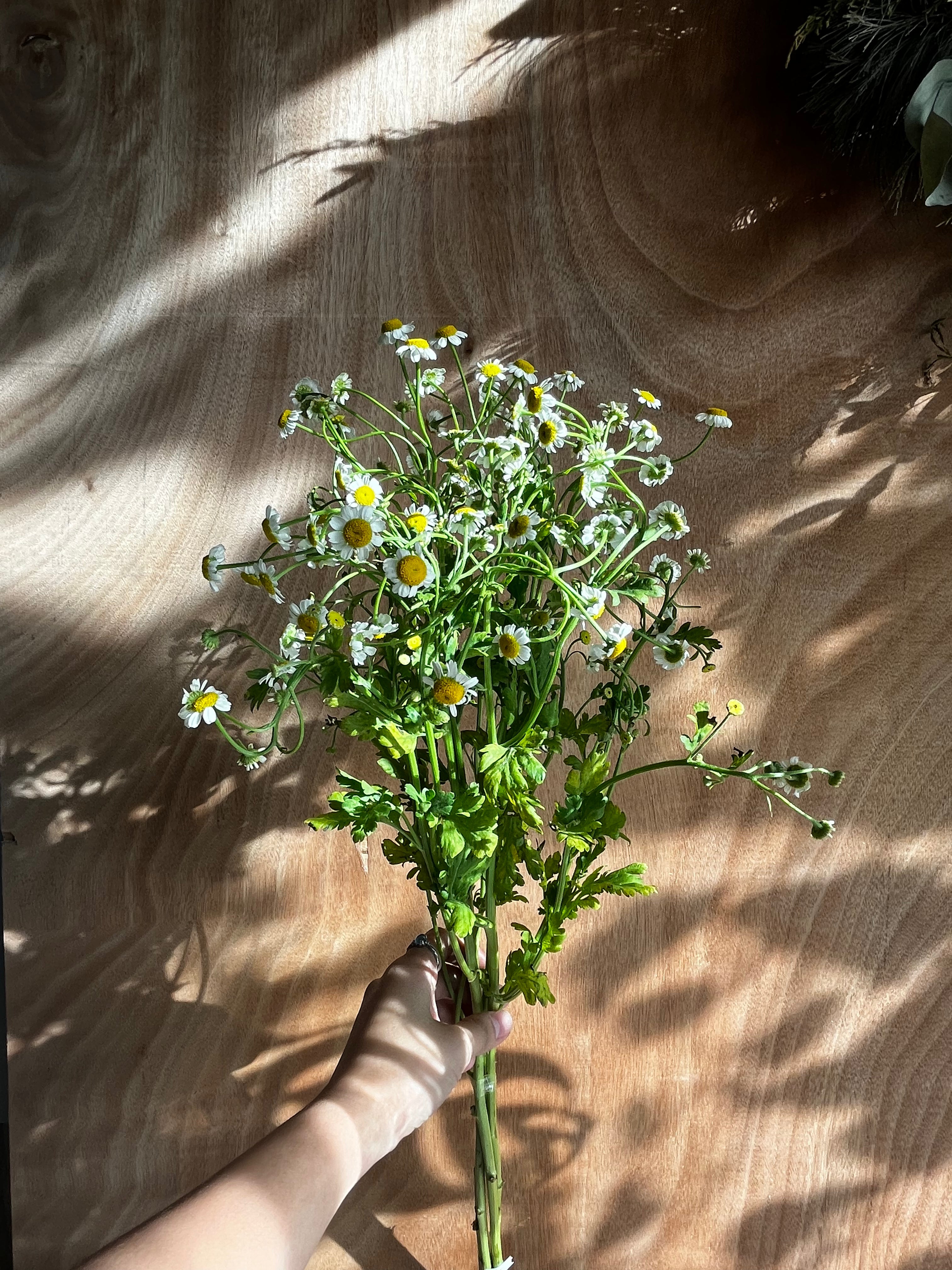 Chamomile – Flower Ranch Cafe