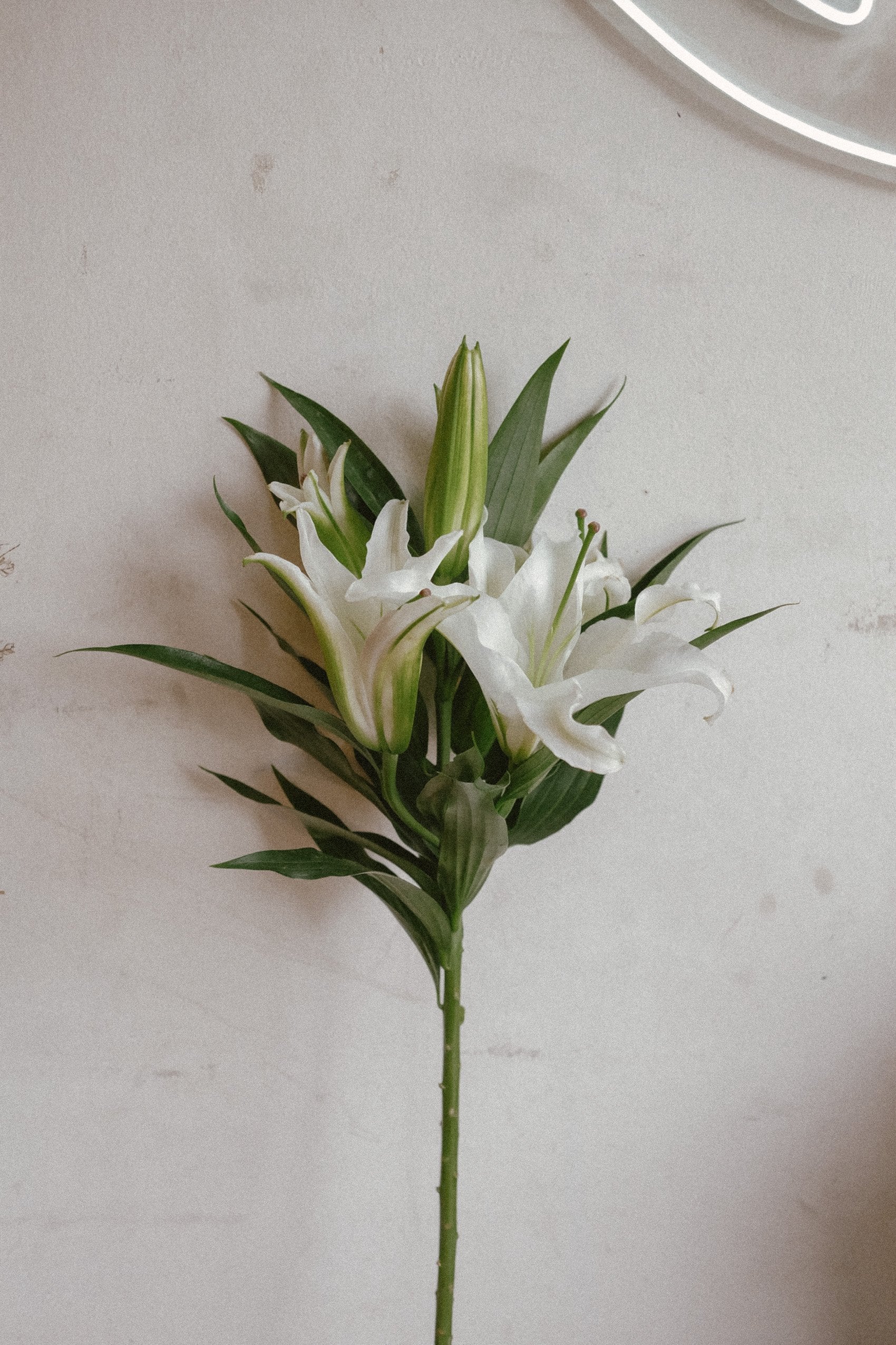 lily stargazer white Lily – Flower Ranch Cafe