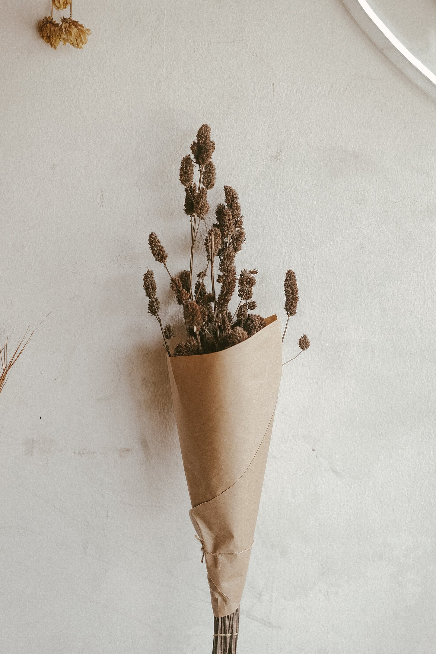 Spanish Lavender