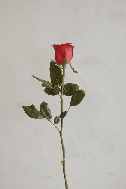 Red Rose (local)