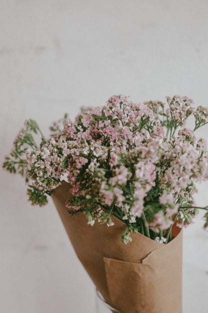 Blush Pink Rice Flower