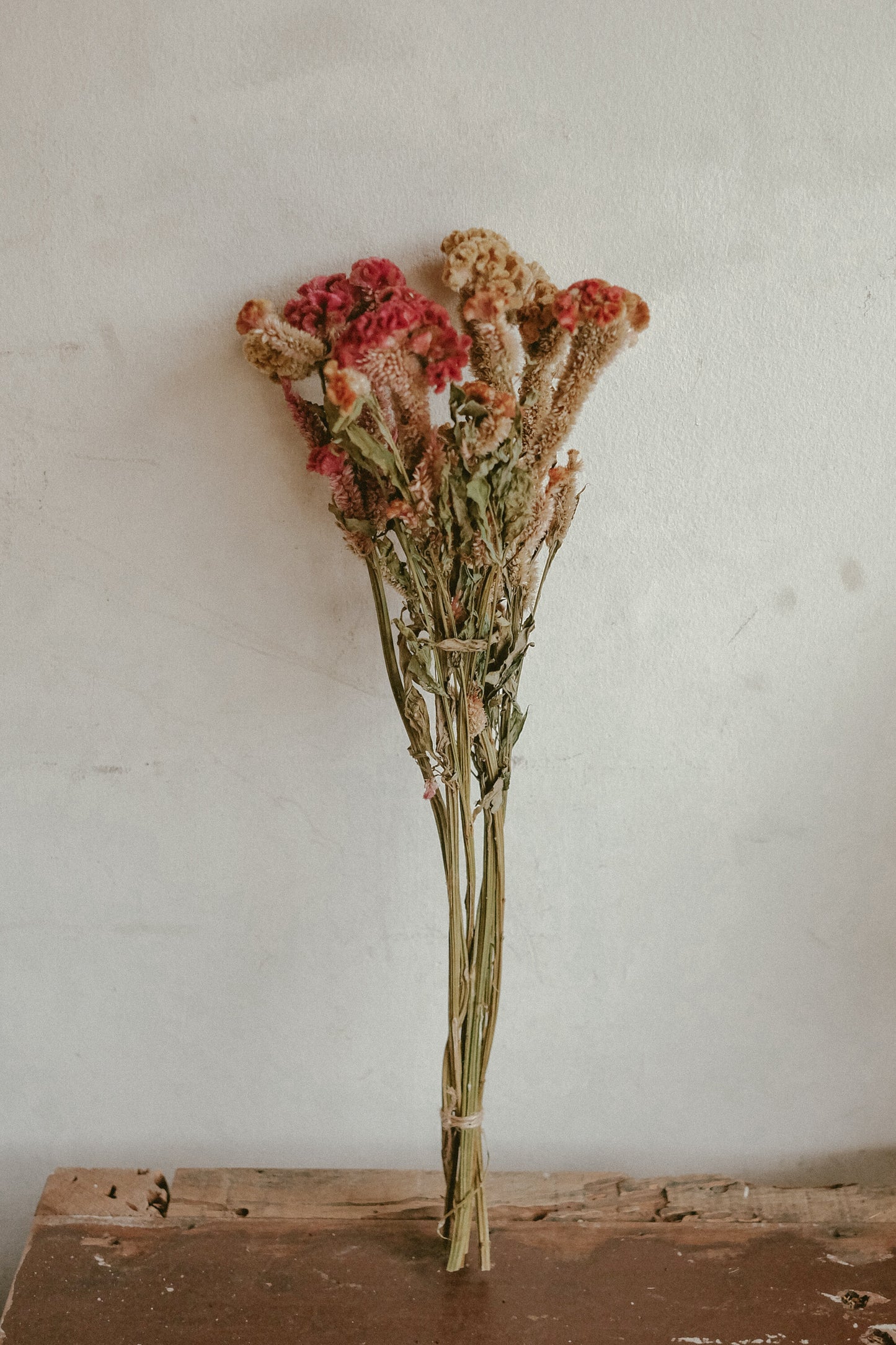 Celosia (dried)