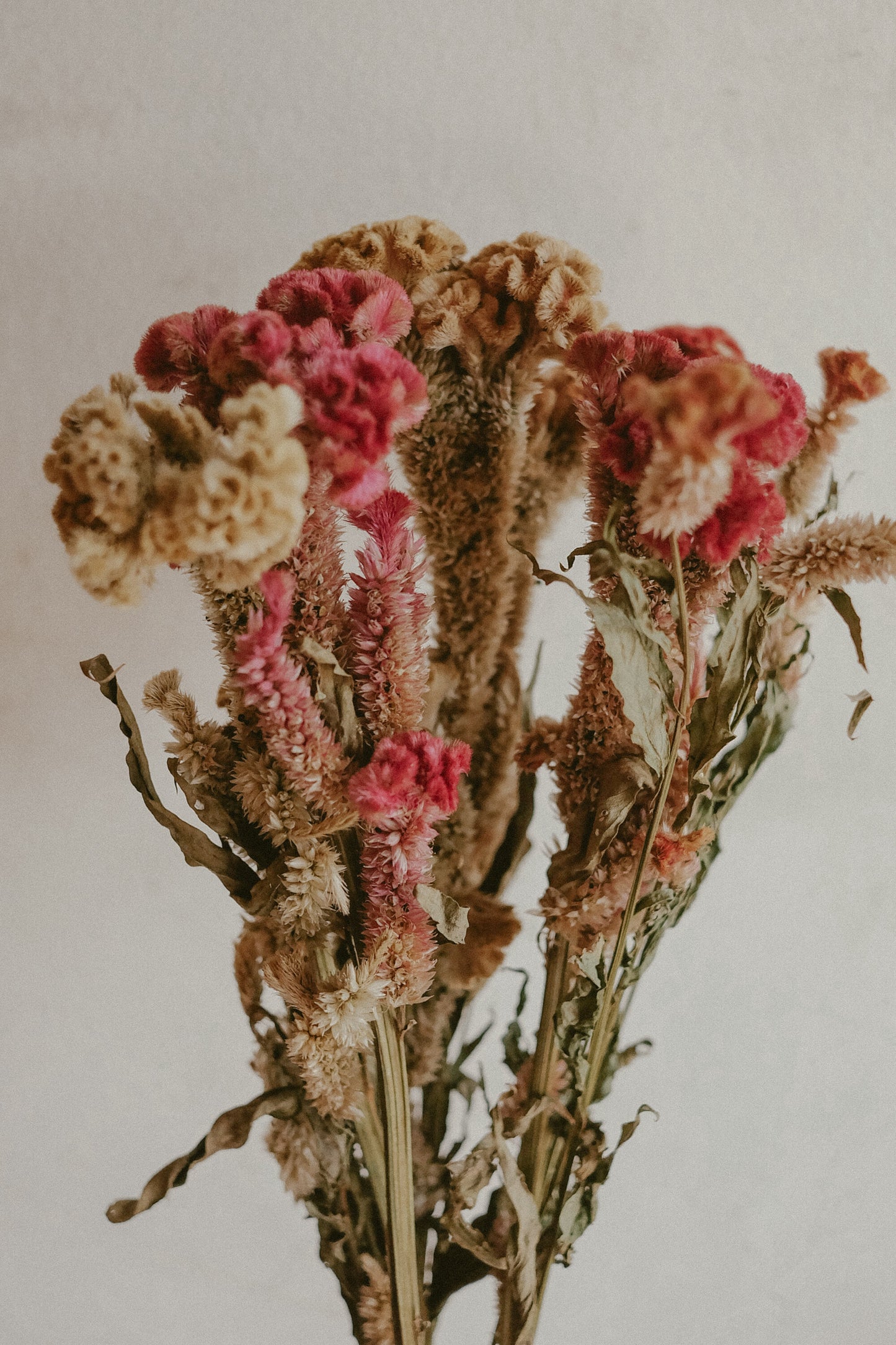 Celosia (dried)